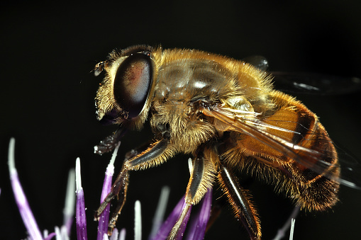 Closeup on a female blue banded digger bee,  Amegilla albigena from the Gard, France sitting on a green leaf