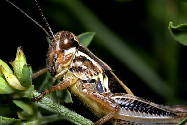 istock Melanoplus sp. Grasshopper subadult 1330301292