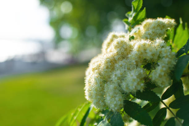 Branch of a tree with white flower close-up in spring on a sunny day.