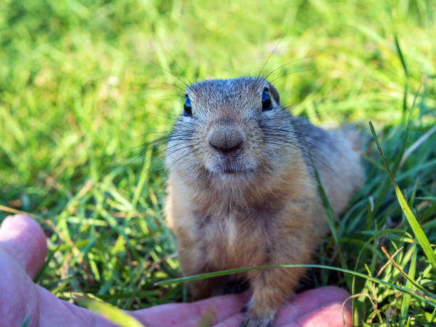 istock Gopher on the lawn looks attentively at the camera. Close-up. 1330304782