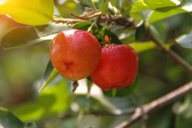 istock Fresh small red organic Brazillian acerola cherry fruit (Malpighia Glabra) with green leaves. 1330307657