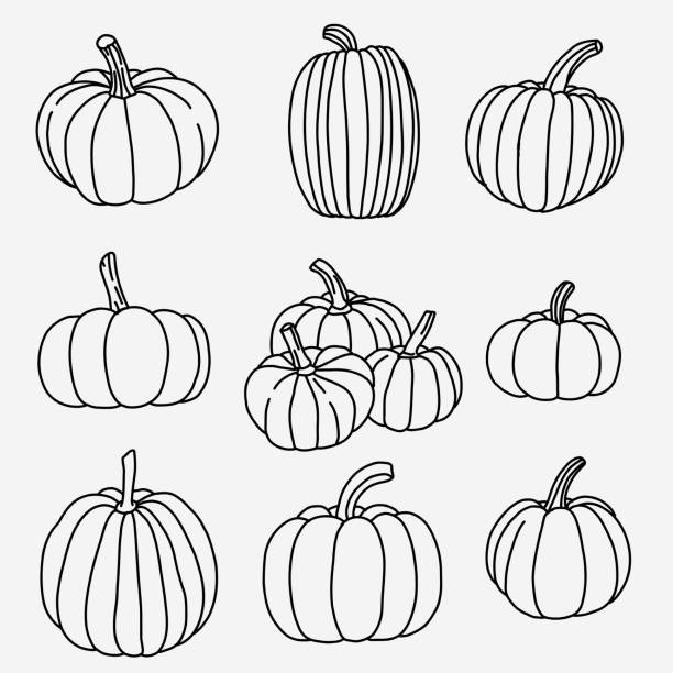 дудл от руки набросок рисунка овоща сутенер. - gourd family stock illustrations