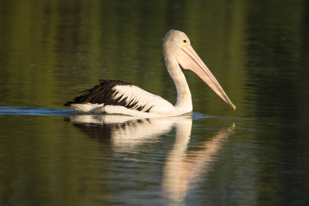 istock Australian Pelican Golden Light 1330309542