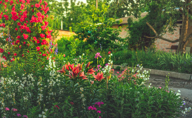 istock Garden flower 1330310597