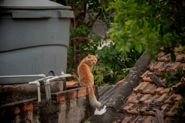 istock cats on the roofs 1330311561