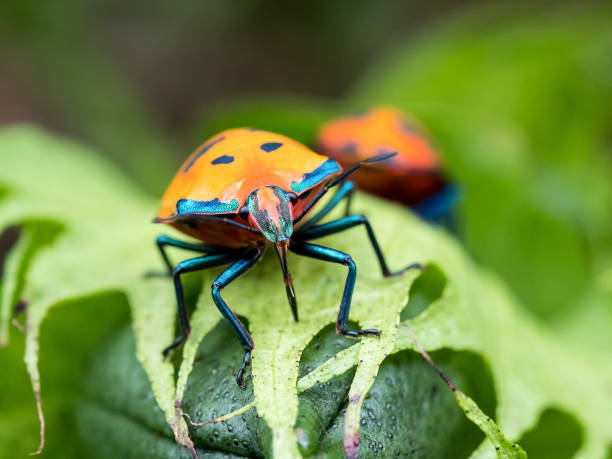 istock A Hibiscus Harlequin Bug found in Garden 1330311569