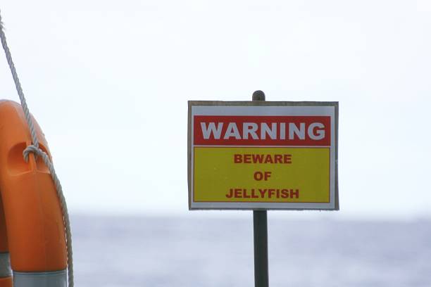 istock Warning beware of jellyfish signboard 1330312321