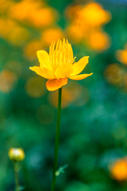 Beautiful globeflower in full bloom