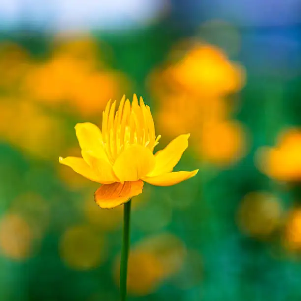 Beautiful globeflower in full bloom