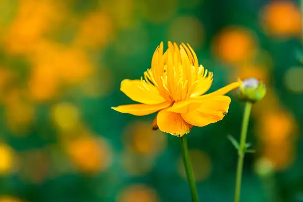 Beautiful globeflower in full bloom