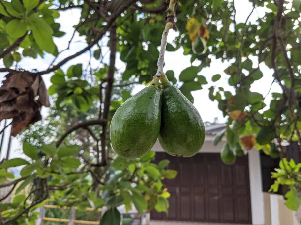 photo of avocado, the scientific name of avocado is persea americana - persea imagens e fotografias de stock