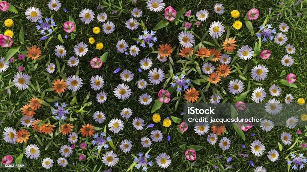 meadow flowers daisies in sunlight countryside environment full bloom 3D illustration flower garden full bloom daisy meadow in sunlight environment 3D illustration Daisy Stock Photo