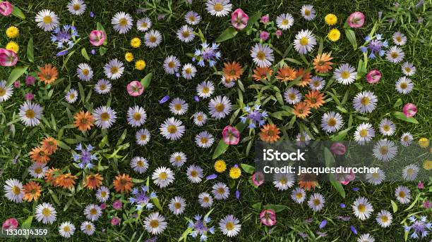 Meadow Flowers Daisies In Sunlight Countryside Environment Full Bloom 3d Illustration Stock Photo - Download Image Now