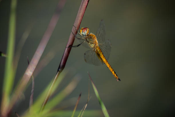 istock dragonfly perched on a plant near the river 1330314529