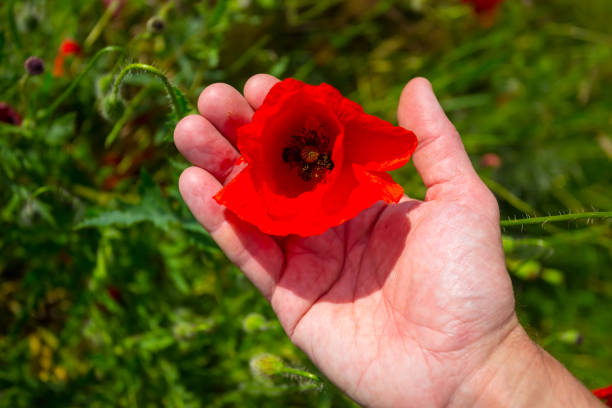 istock man holding red poppy flower on green grass background 1330314603