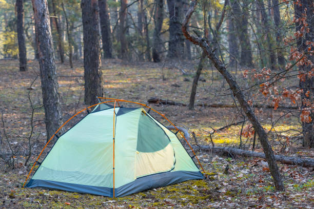 istock touristic camp in pine forest, natural travel background 1330314652