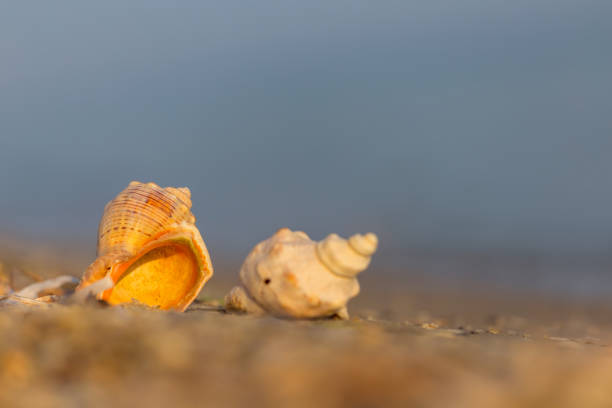 istock closeup marine shell on sandy sea beach, natural marine background 1330314659
