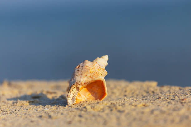 istock closeup marine shell on sandy sea beach, natural marine background 1330314689