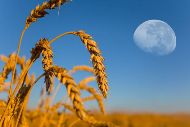 istock half moon rising above wheat field 1330314736