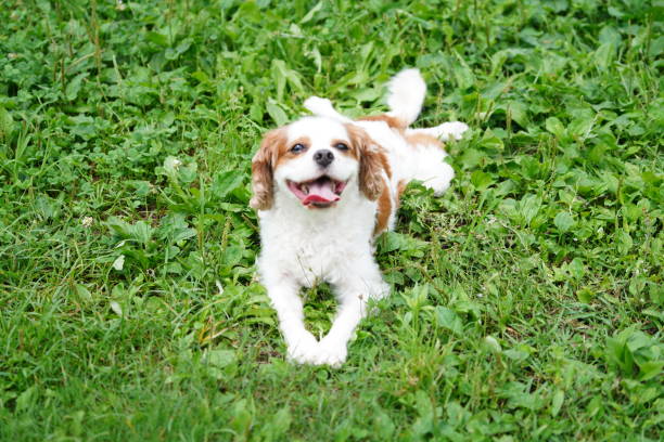 istock Cavalier with her Owner when they go for a walk. 1330316825