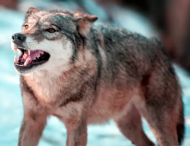 Closeup alone Timber wolf or Grey Wolf Canis lupus standing in the winter