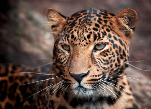 istock Close up young leopard portrait 1330317717