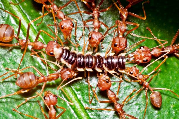 background, ants are running, problems with ants in the house.