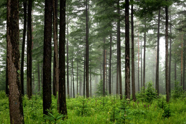 Saihanba forest farm, Hebei, China