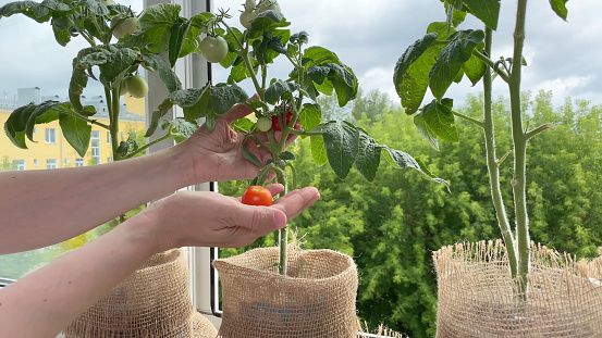 Female hand harvesting tomato, plants growing on windowsill. Home garden in apartment