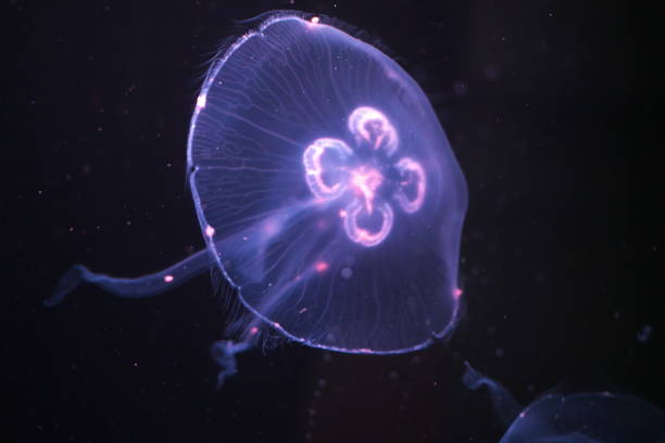 istock Jellyfish in the mysterious world 1330324019