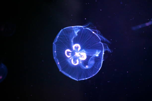 istock Jellyfish in the mysterious world 1330324023