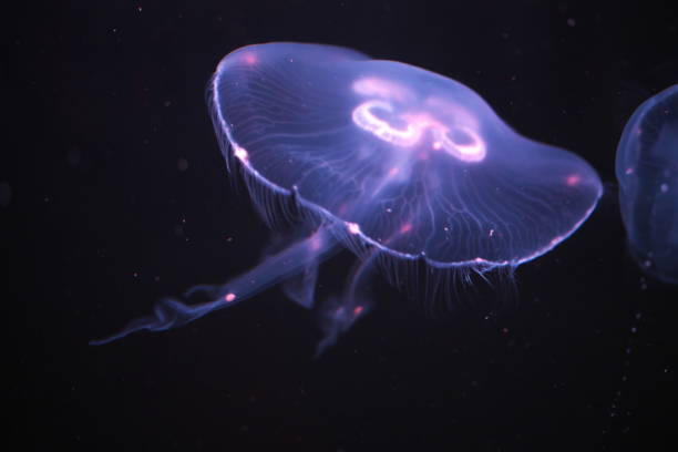 istock Jellyfish in the mysterious world 1330324055