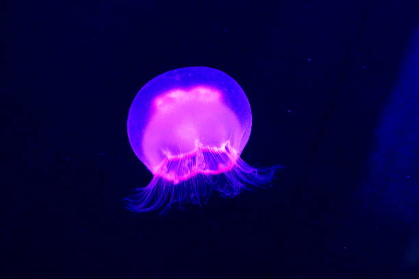 istock Jellyfish in the mysterious world 1330324249