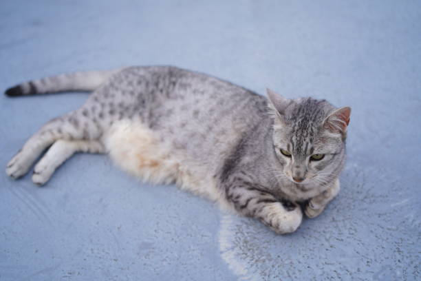 Egyptian mau cat at home