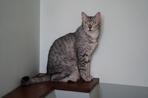 Egyptian mau cat at home