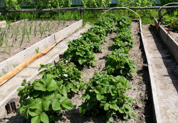 istock Strawberry bed with blooming strawberry bushes 1330330268