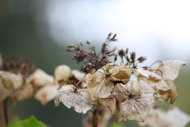 Summer plants brightening up the world