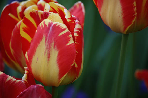istock Bright colourful flowers under the beautiful sun 1330330629