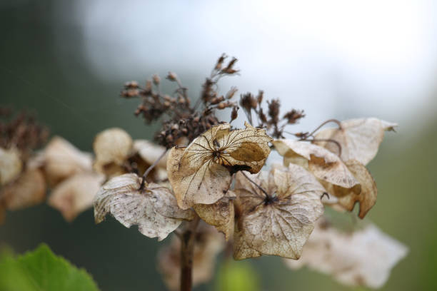 Summer plants brightening up the world