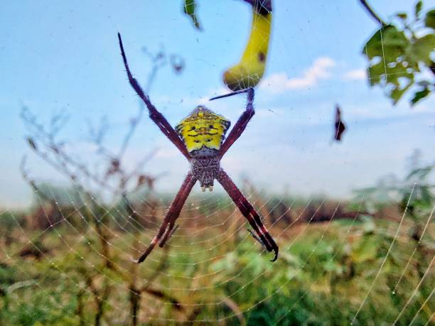 Spider The spider that stands still waiting for its prey to get caught in the web big hairy tarantula stock pictures, royalty-free photos & images