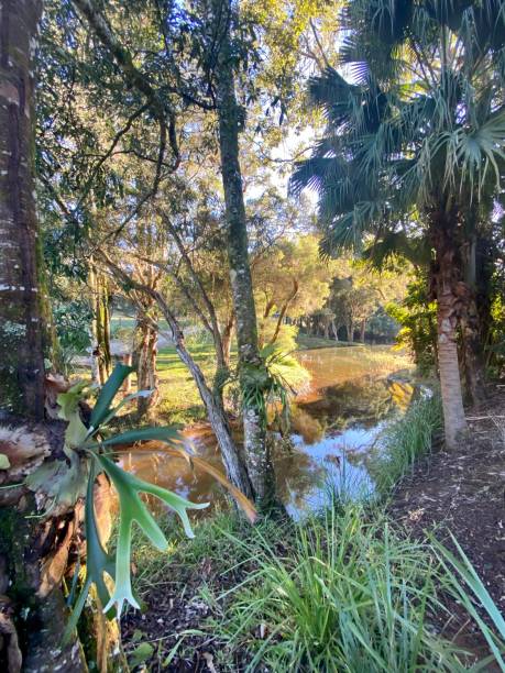 istock Rainforest Lake - Byron Bay, NSW 1330334099