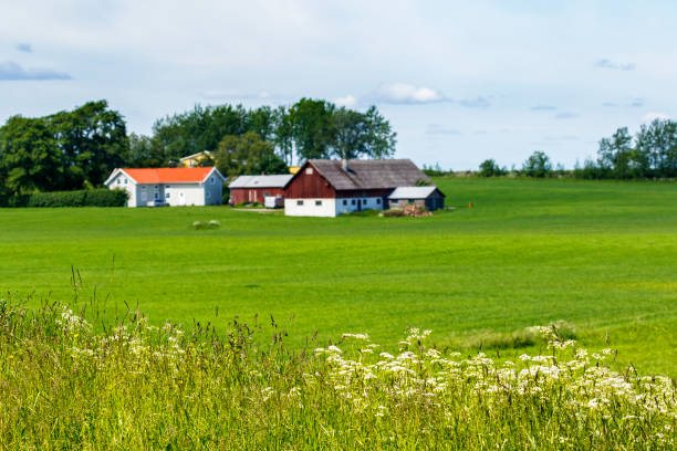 istock Flowers on a meadow with a farm in the background 1330335945