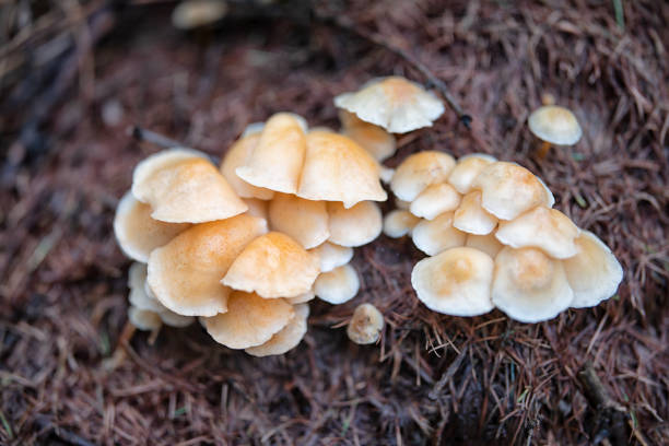 Close up of wild mushrooms