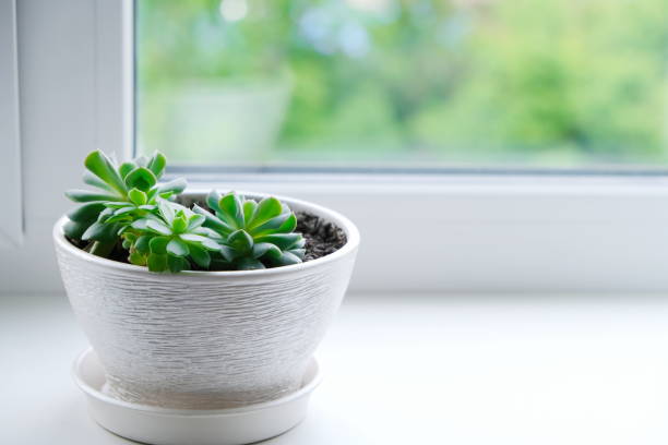 istock Home plants. Succulent in a white flower pot . Echeveria 1330337853