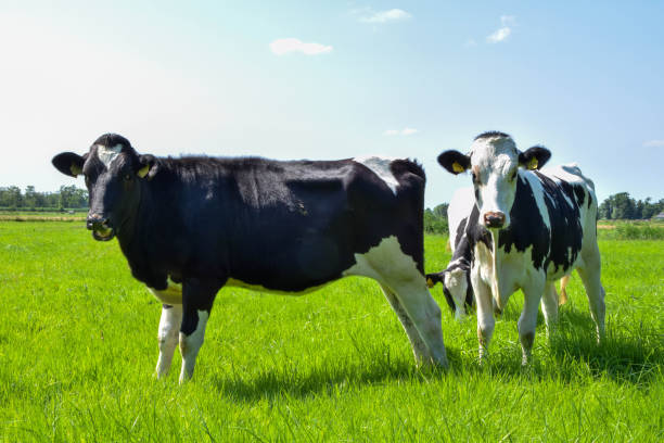 istock white black dutch cows standing in a grass meadow 1330338212