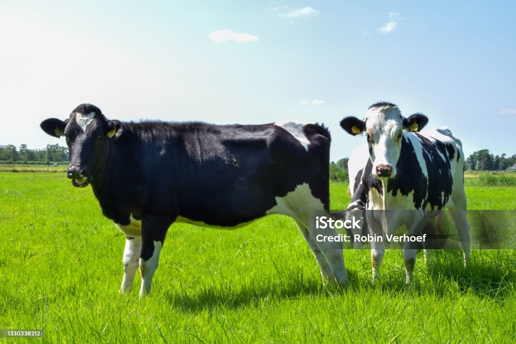 white black dutch cows standing in a grass meadow Agricultural Field Stock Photo