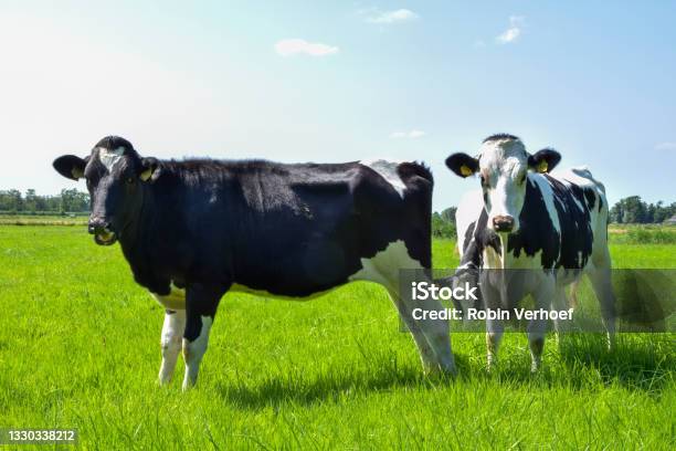 White Black Dutch Cows Standing In A Grass Meadow Stock Photo - Download Image Now - Agricultural Field, Agriculture, Animal