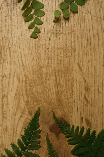 istock Fern leaves on wooden board 1330338953