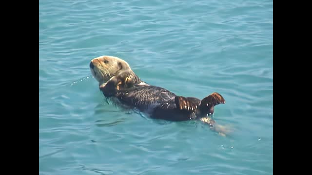 Alaskan sea otters swimming
