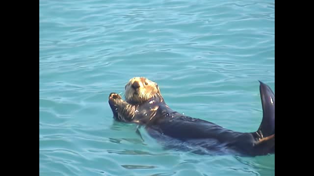 Alaskan sea otter swimming